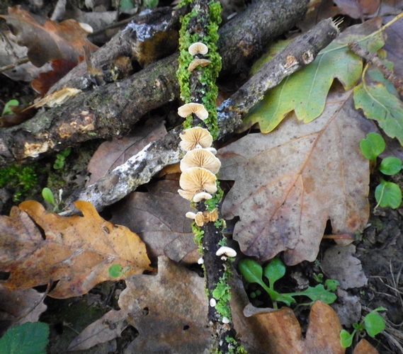 Crepidotus_cesati__parco_I_Maggio