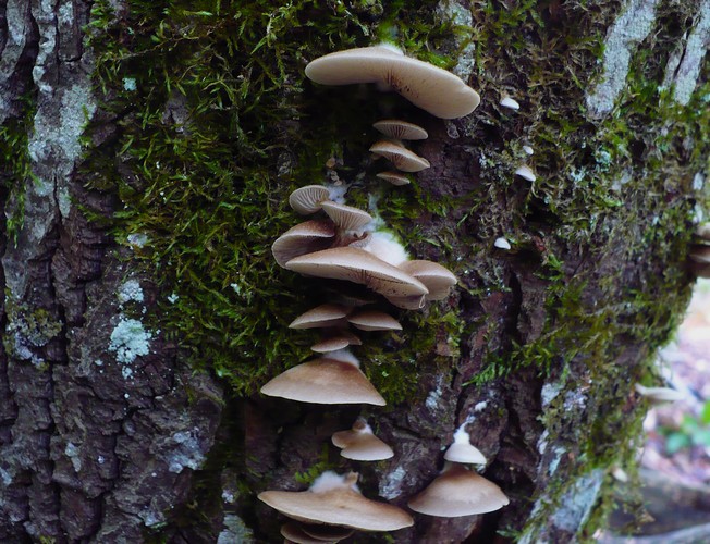 Crepidotus_molliis