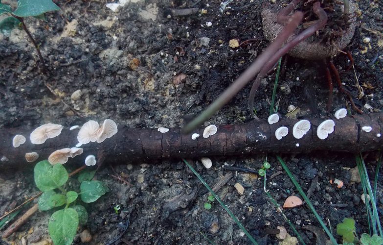 Crepidotus variabilis