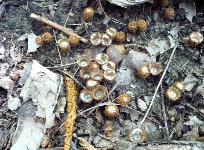 Cyathus_striatus