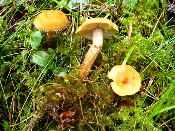 Cystoderma_amianthinum