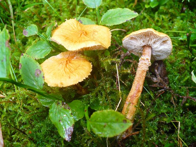 Cystoderma_amianthinum_fo.rugosoreticulatum