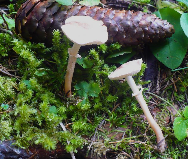 Cystoderma carcharias
