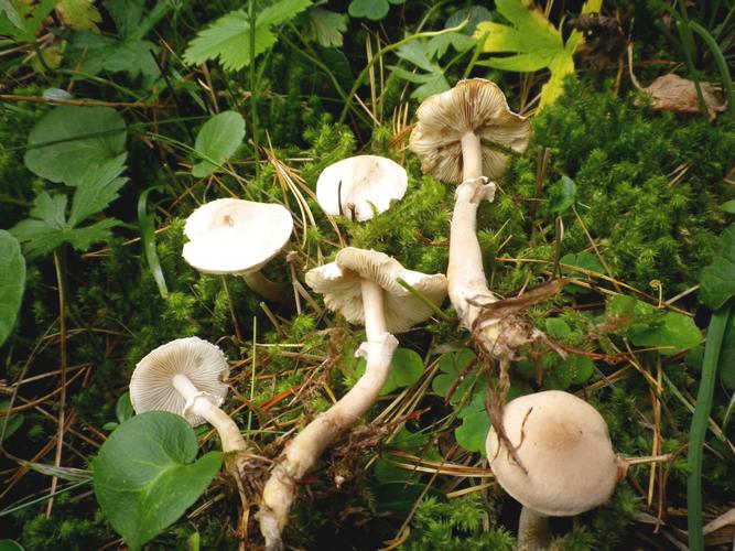 Cystoderma_carcharias_bosco_di_conifere