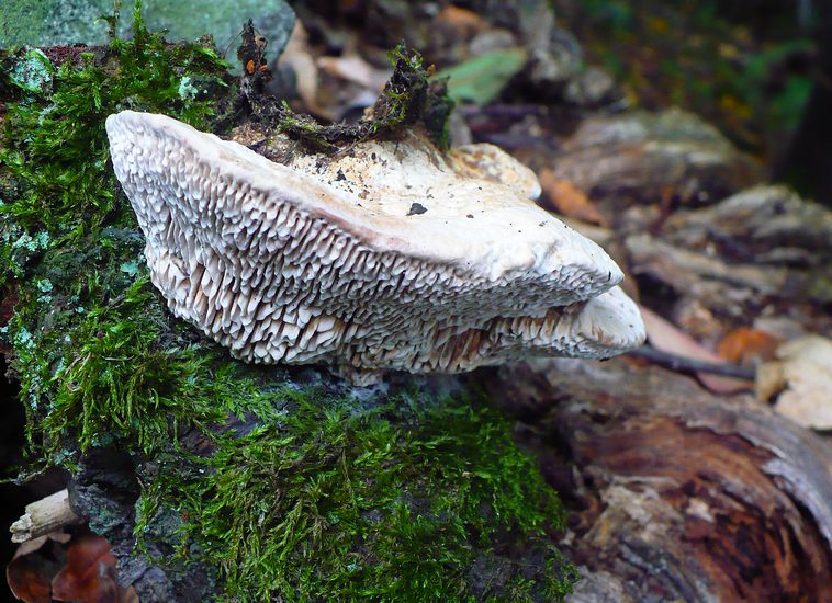 Daedalea quercina