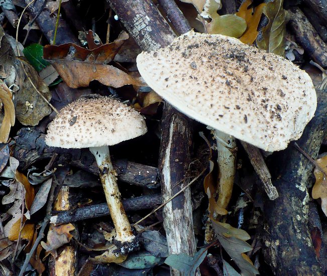Echinoderma asperum