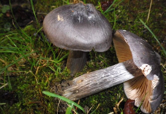 Entoloma_bloxami_Monte_s._vicino