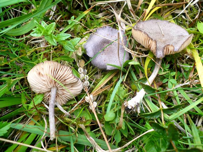Entoloma_griseocyaneum