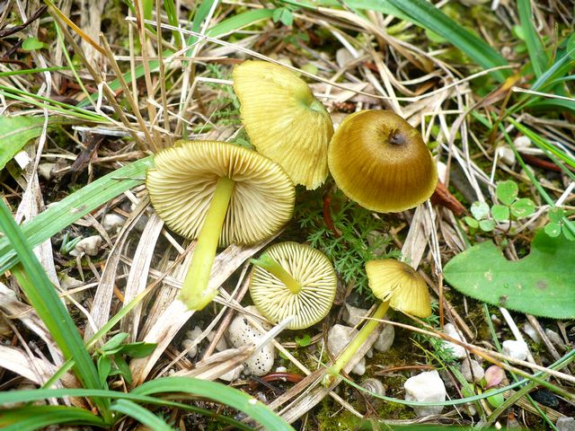Entoloma_incanum