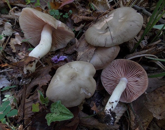 Entoloma lividoalbum 2