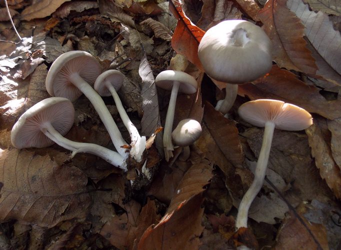 Entoloma rhodopolium