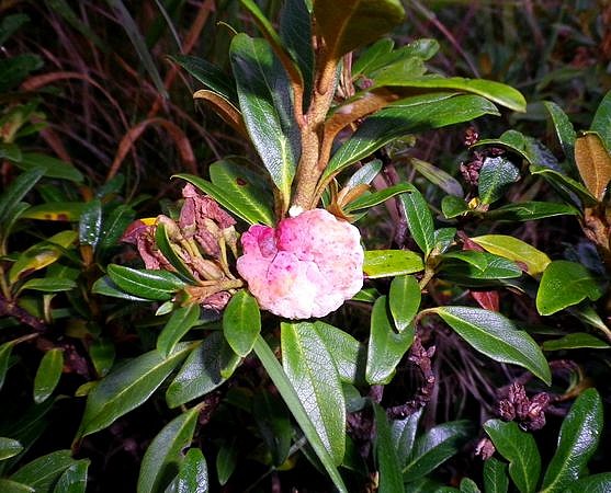 Exobasidium_rhododendri_Canazei
