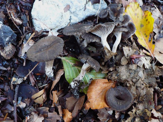 Faerberia_carbonaria_2