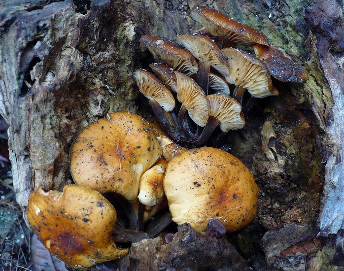 Flammulina vellutipes