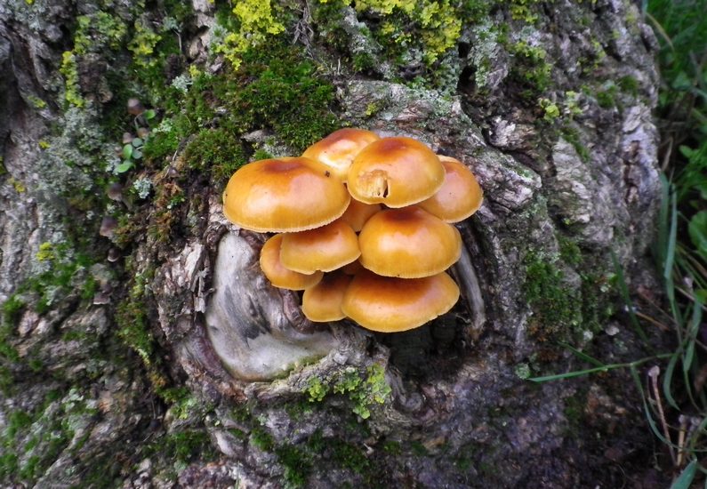Flammulina velutipes al parco I Maggio