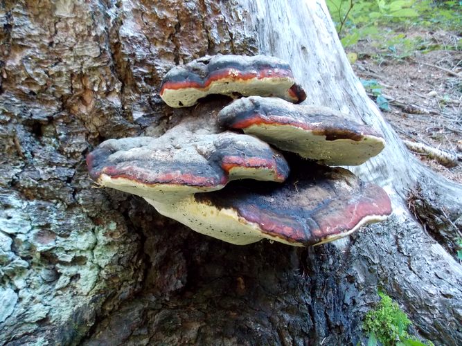 Fomitopsis_pinicola