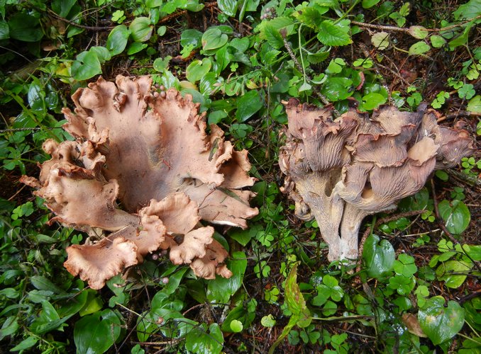 GOMPHUS_CLAVATUS_2_M