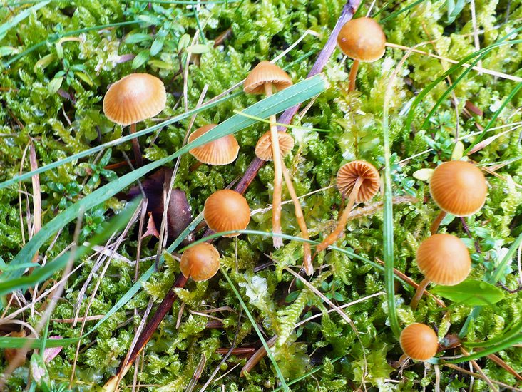 Galerina embolus