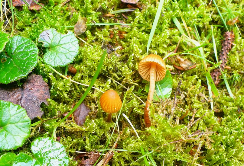 Galerina hypnorum
