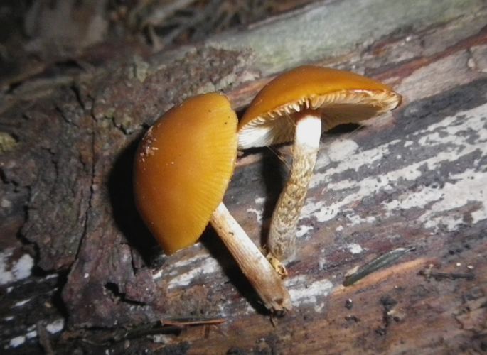 Galerina_marginata_Altino