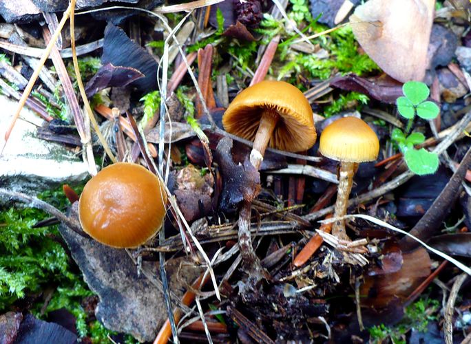 Galerina_uncialis
