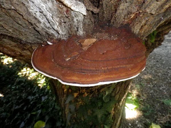Ganoderma_applanatum_Selva_di_Gallignano
