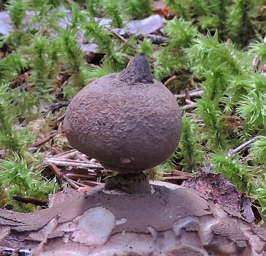Geastrum pectinatum