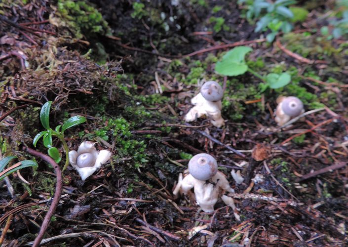 Geastrum q.uadrifidum Livio Folgaria