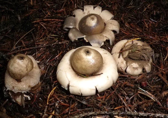Geastrum_sessile_Tesero