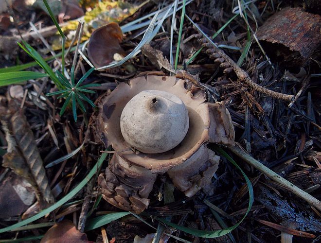 Geastrum triplex