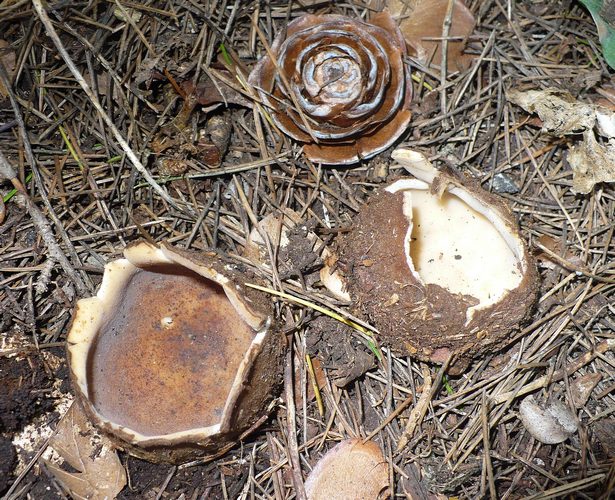 Geopora_sumneriana