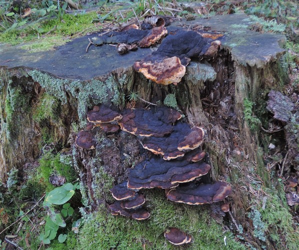 Gloeopphyllum odoratum FolgRI