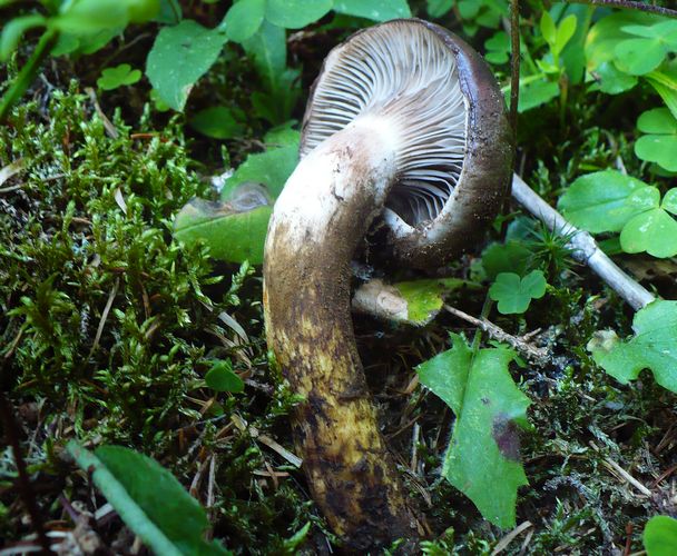 Gomphidius_glutinosus