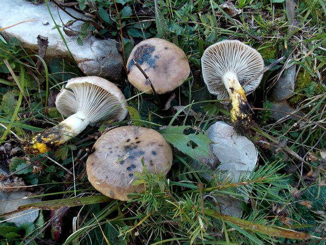 Gomphidius maculatus Passo Coe