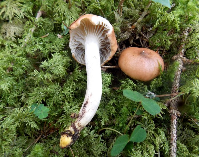 Gomphidius maculatus shandrani