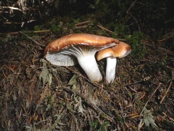 Gomphidius_roseus_Canazei