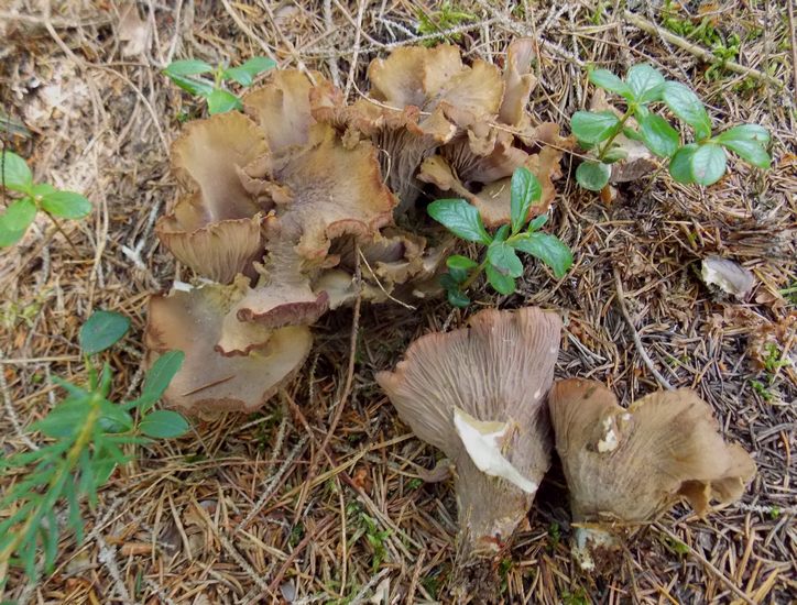 Gomphus clavatus
