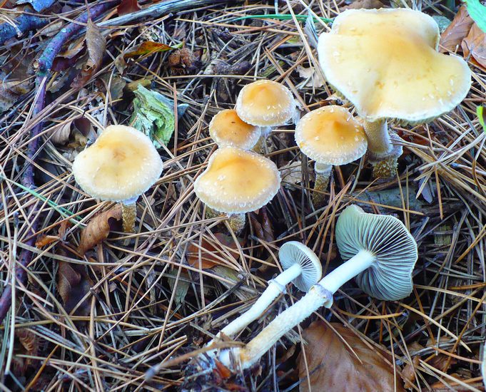 Gruppo Stropharia squamosa Corno alle Scale