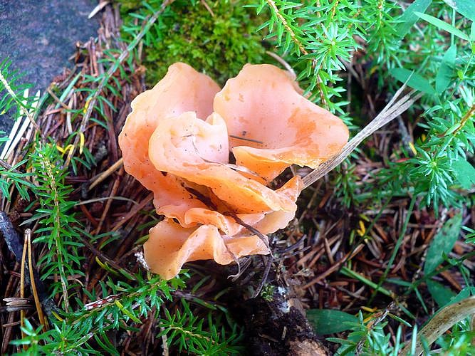 Guepina_helvelloides