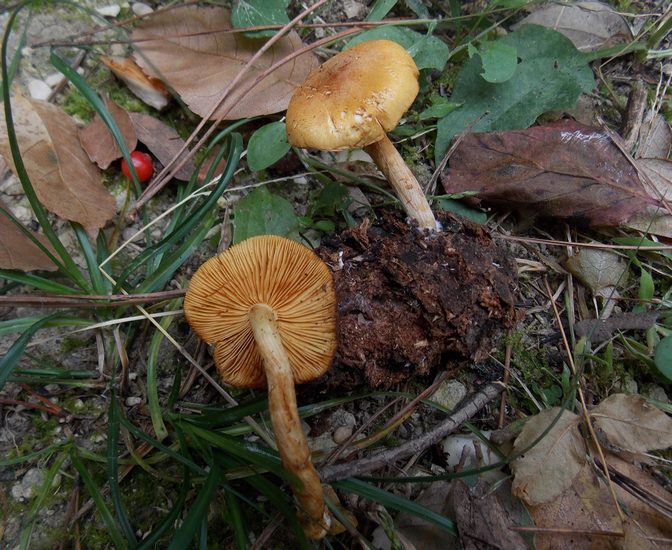 Gymnopilus_penetrans