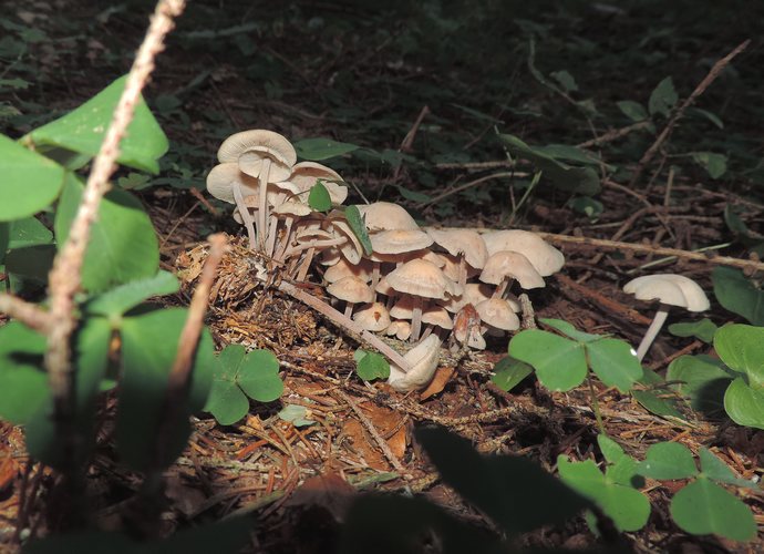 Gymnopus confluens di Folgaria