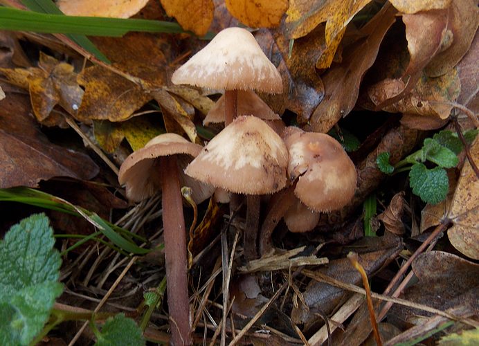 Gymnopus erithropus