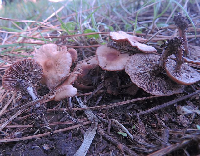 Gymnopus foetidus Sowerby P.M. Kirk Chiaravalle pineta