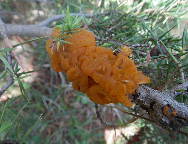 Gymnospermium tremelloides