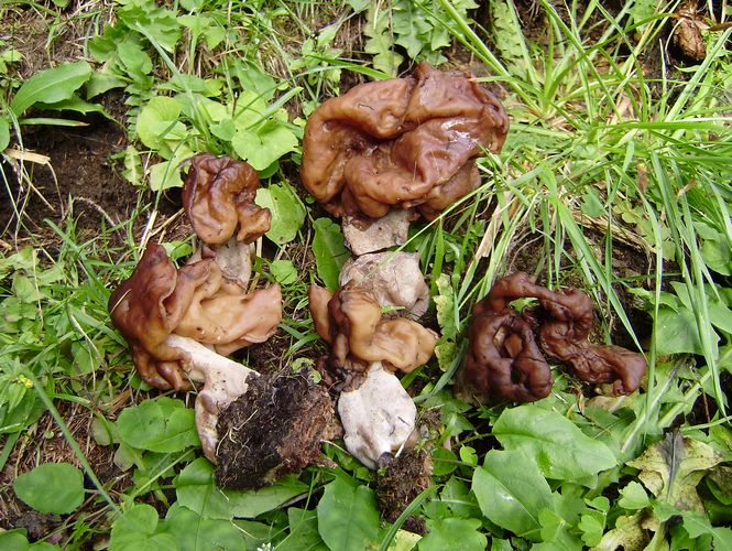 Gyromitra_infula