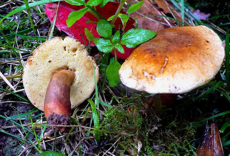 Gyroporus_castaneus