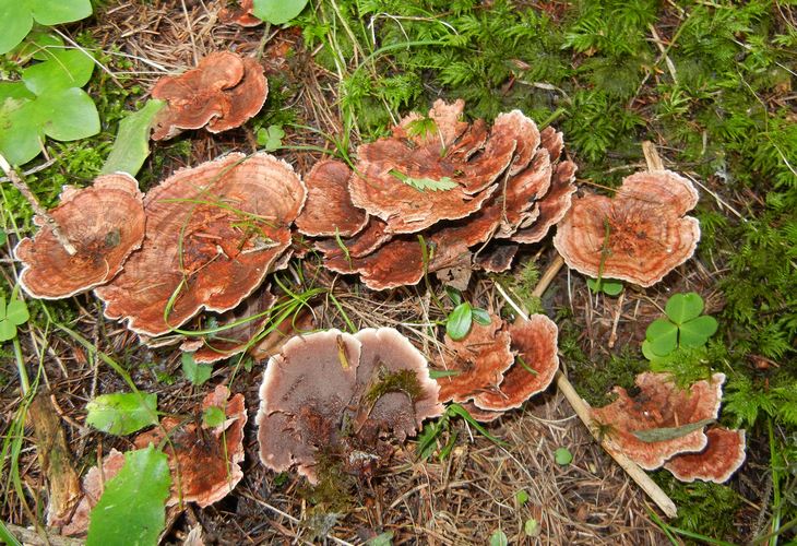 HYDNELLUM_CONCRESCENS_2_M