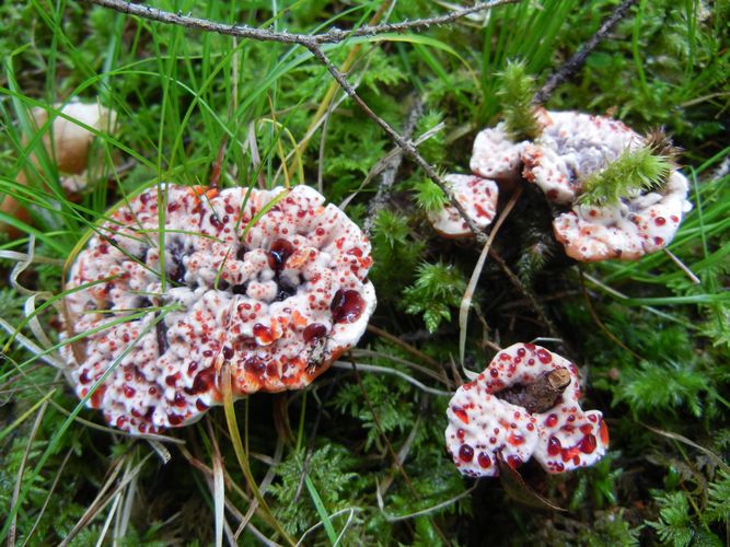 HYDNELLUM PECKII 2 M