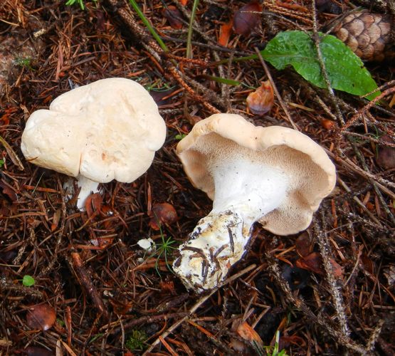 HYDNUM_REPANDUM_1_M