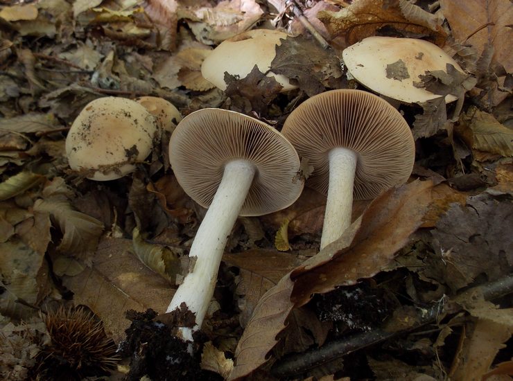 Hebeloma crustuliniforme